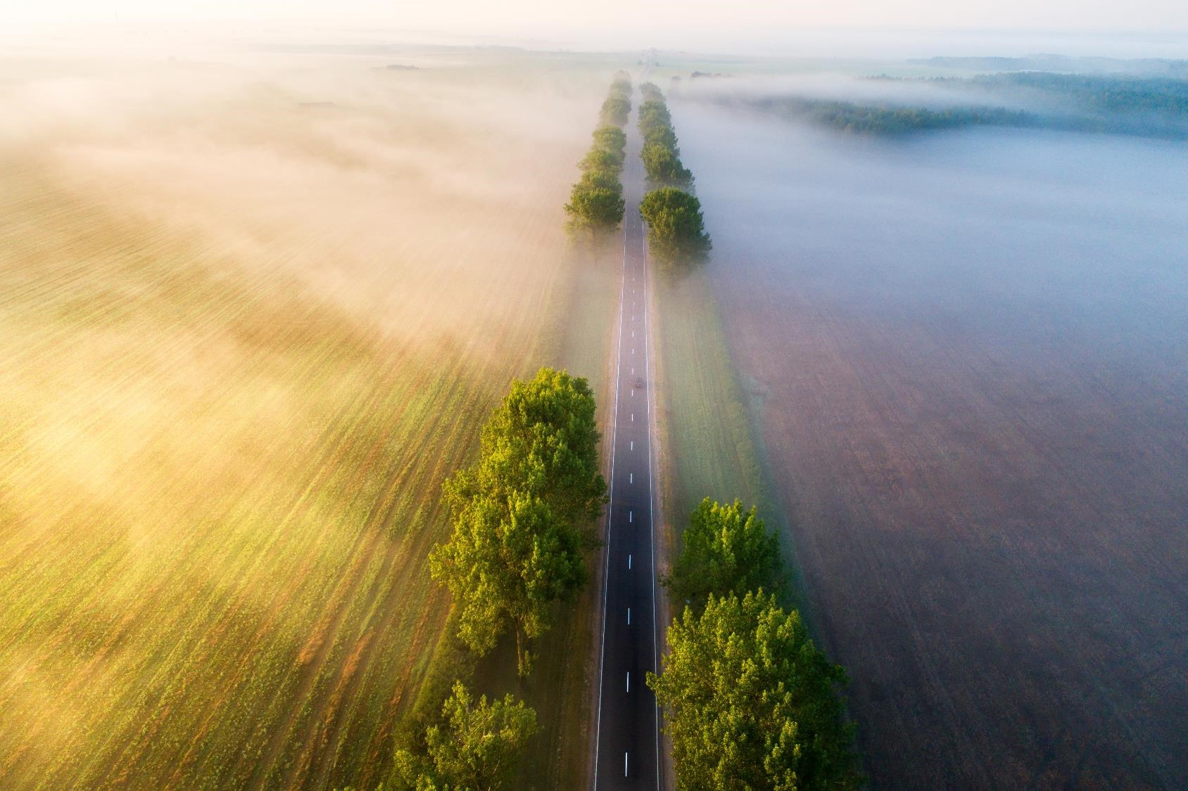 road in the middle of trees and green fields