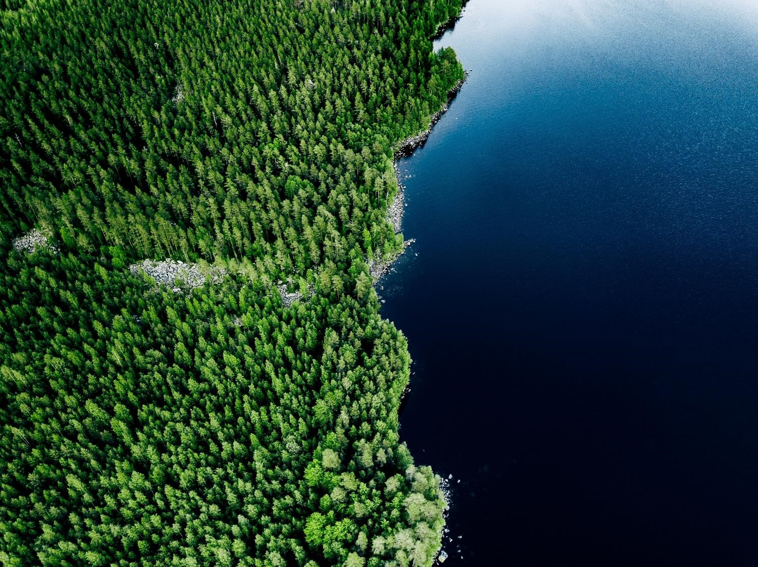 aerial shot of the forest and blue ocean